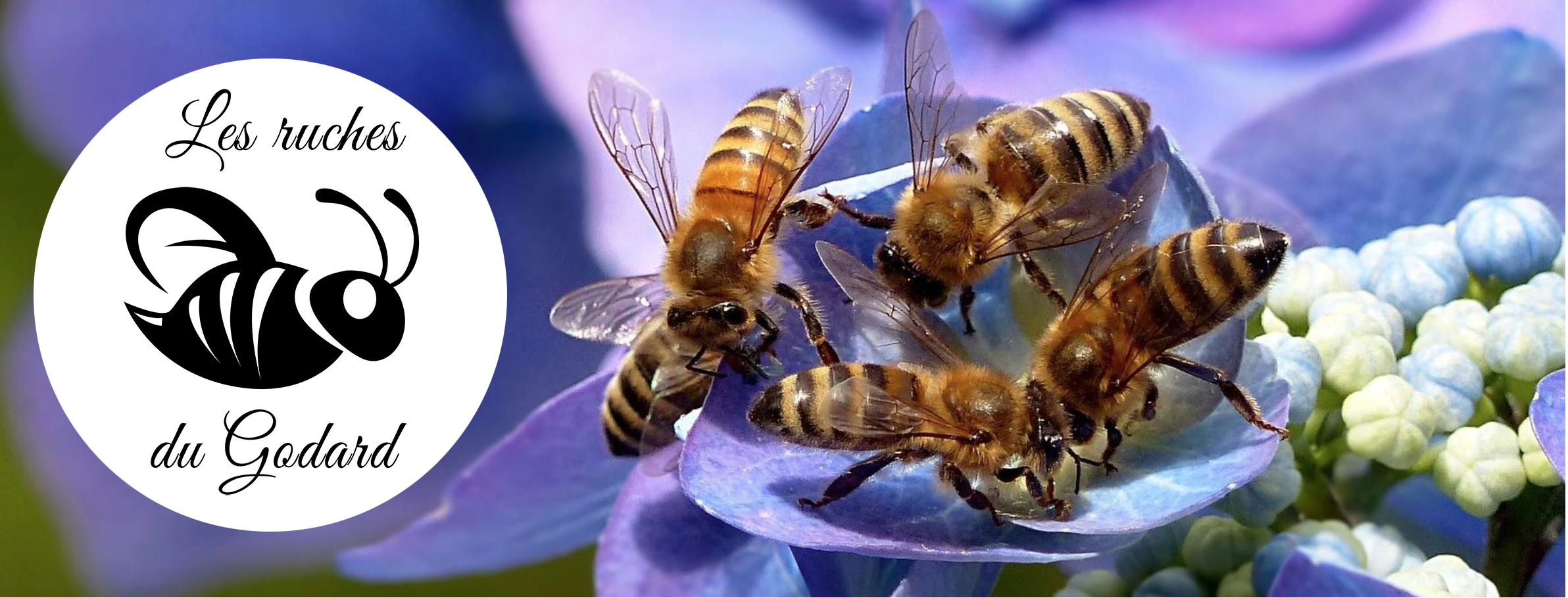 Entête : Les ruches du Godard